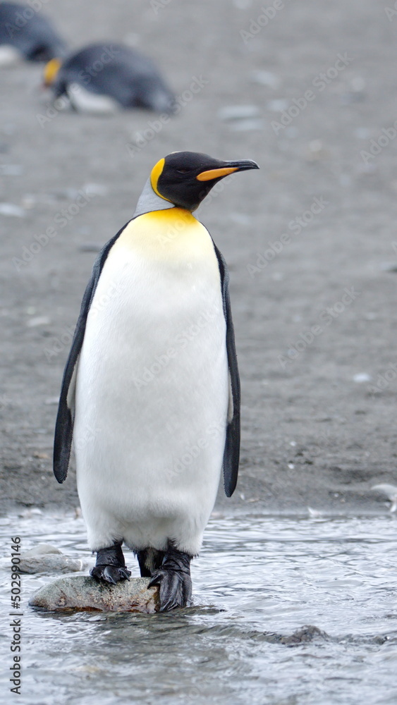 Naklejka premium King penguin (Aptenodytes patagonicus) standing on a rock in a stream at Gold Harbor, South Georgia Island