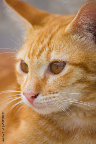 close up portrait of a cat