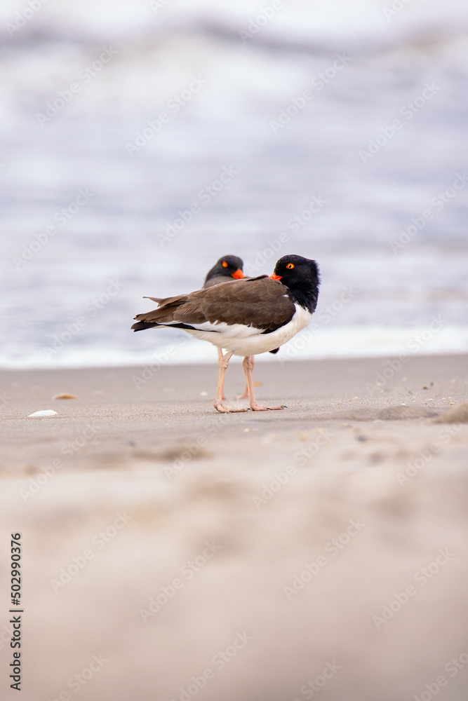 A pair of American oystercatchers (Haematopus palliatus) on a beach during breeding season. Long Island New York A pair of American oystercatchers (Haematopus palliatus) on a beach during breeding season. Long Island New York