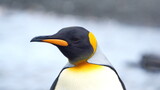 Close up of a king penguin (Aptenodytes patagonicus) at Gold Harbor, South Georgia Island