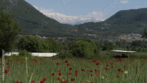 mountain wievs with flowers from fethiye turkey red poppy flowers spring time anatolia photo