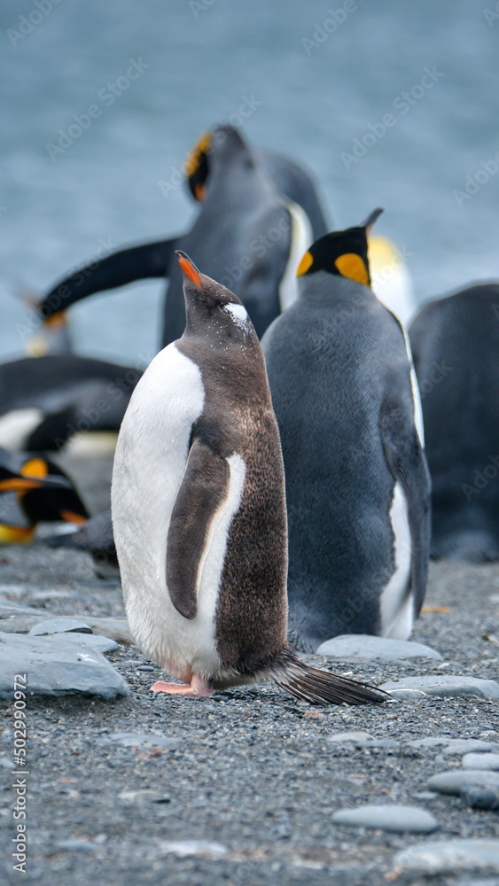 Obraz premium Gentoo penguin (Pygoscelis papua) and king penguins (Aptenodytes patagonicus) at Gold Harbor, South Georgia Island