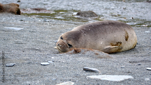 Southern elephant seal (Mirounga leonina) weanling on the beach at Gold Harbor, South Georgia Island
