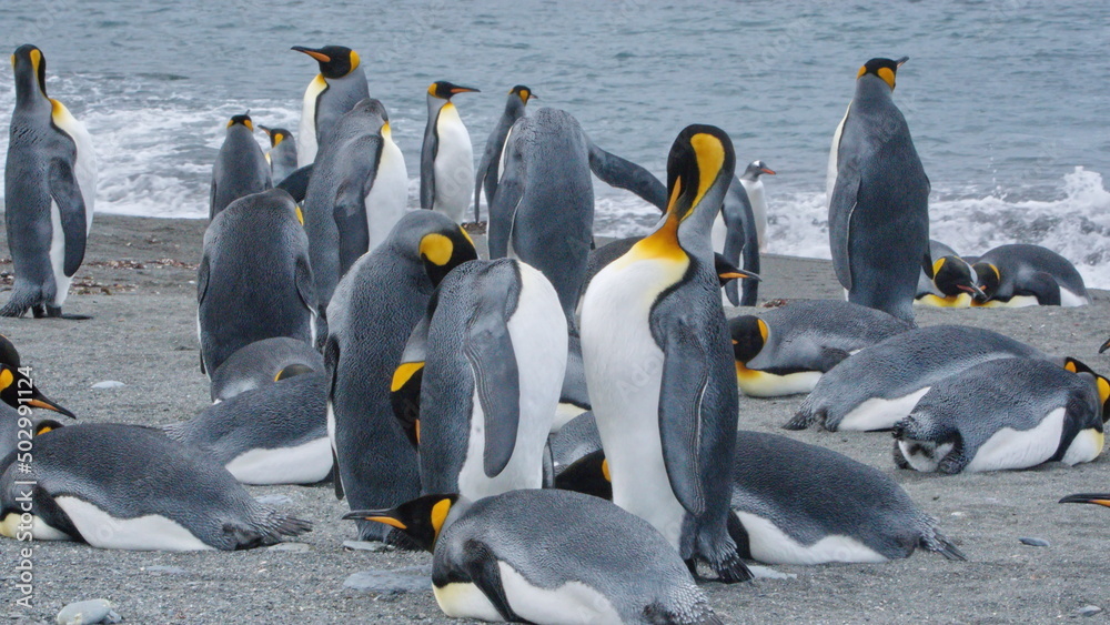 Obraz premium King penguins (Aptenodytes patagonicus) on the beach at Gold Harbor, South Georgia Island