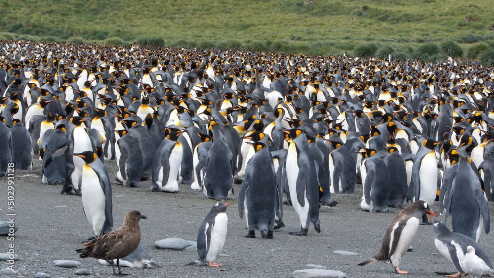 Obraz premium King penguin (Aptenodytes patagonicus) colony at Gold Harbor, South Georgia Island