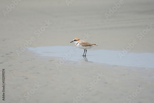 bird on the beach © Mana21