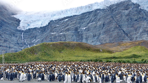 King penguin  Aptenodytes patagonicus  colony at the base of a mountain at Gold Harbor  South Georgia Island