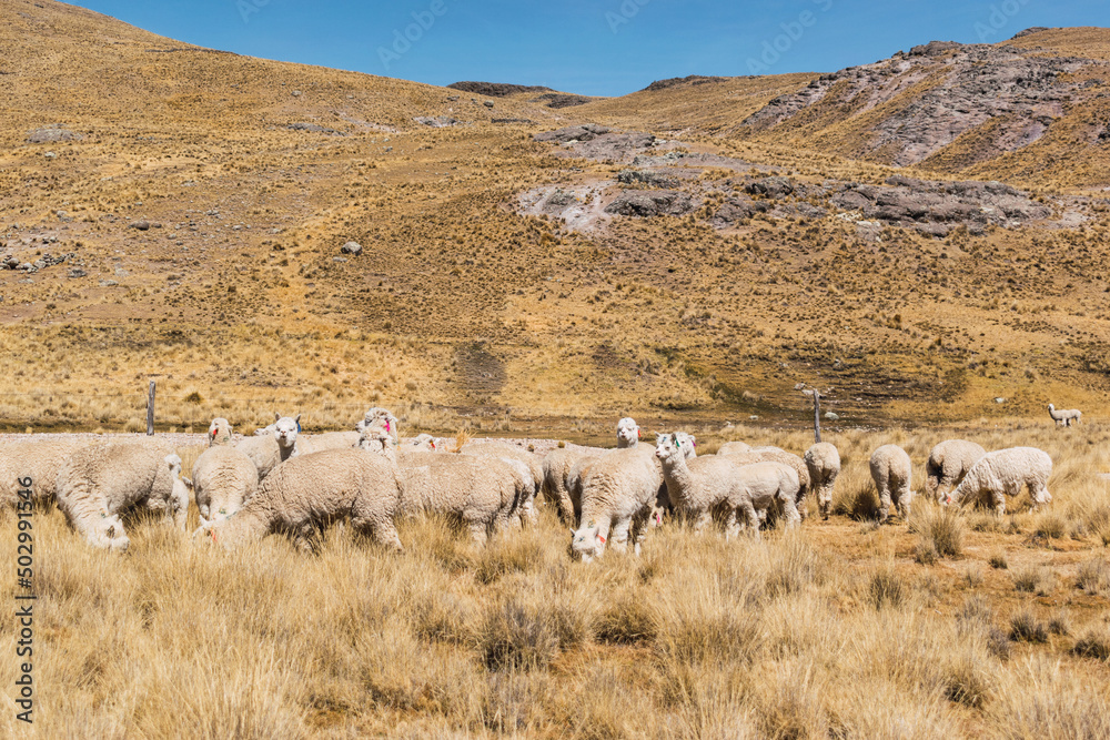 Obraz premium alpacas and llamas eating and grazing in the Andes mountain range surrounded by mountains covered with snow and clouds with a blue sky illuminated with natural light in the heights of Peru
