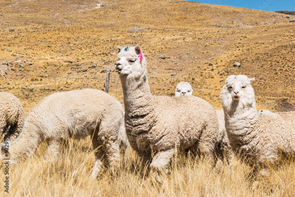 Fototapeta premium alpacas and llamas eating and grazing in the Andes mountain range surrounded by mountains covered with snow and clouds with a blue sky illuminated with natural light in the heights of Peru
