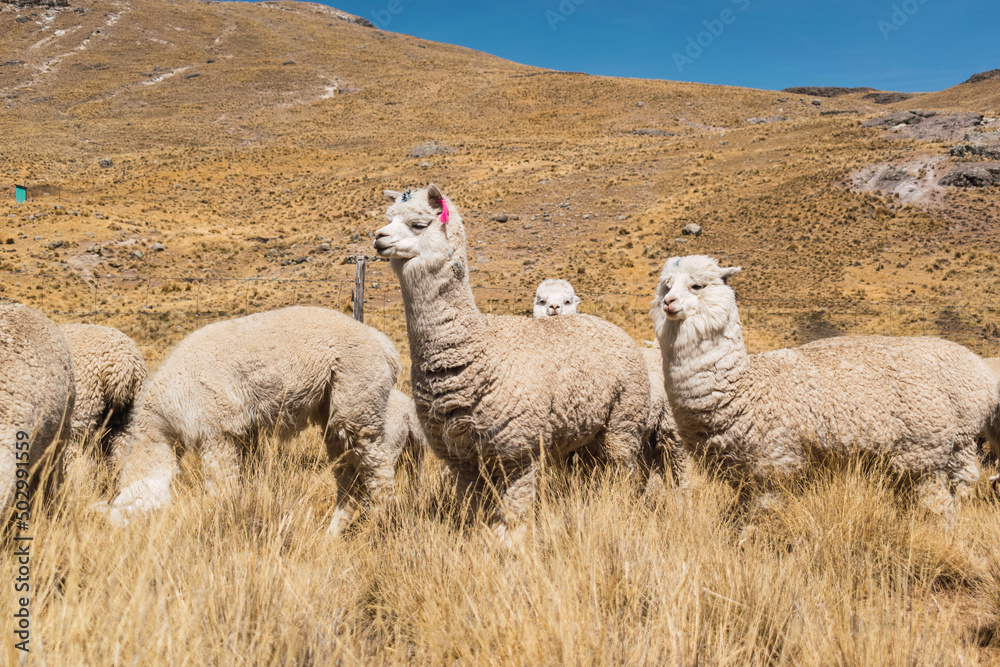 Fototapeta premium alpacas and llamas eating and grazing in the Andes mountain range surrounded by mountains covered with snow and clouds with a blue sky illuminated with natural light in the heights of Peru