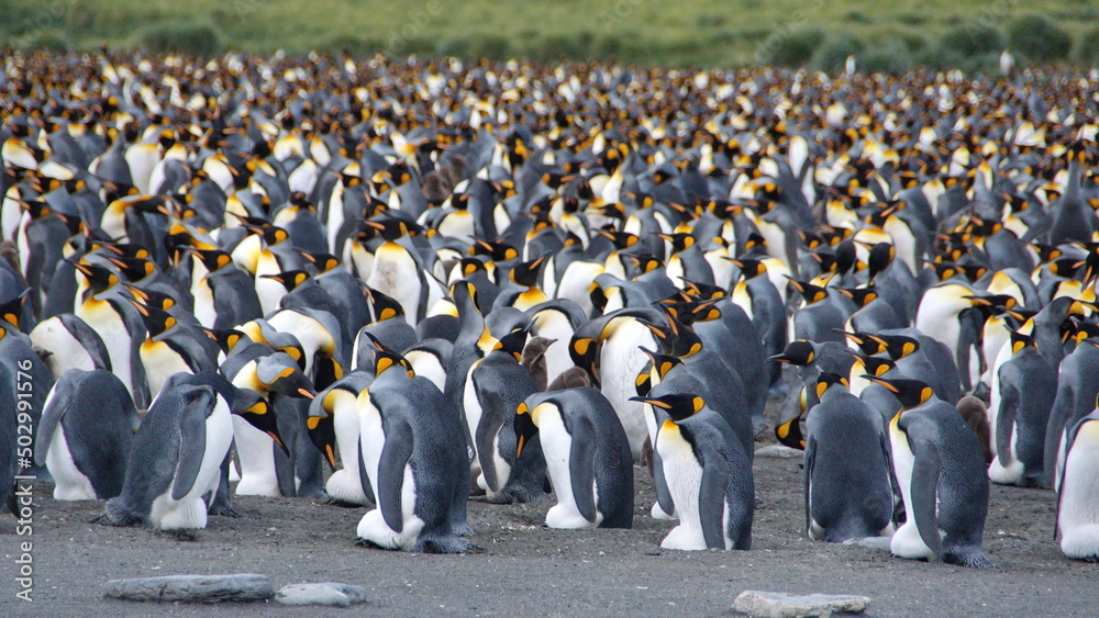 Obraz premium King penguin (Aptenodytes patagonicus) colony at Gold Harbor, South Georgia Island