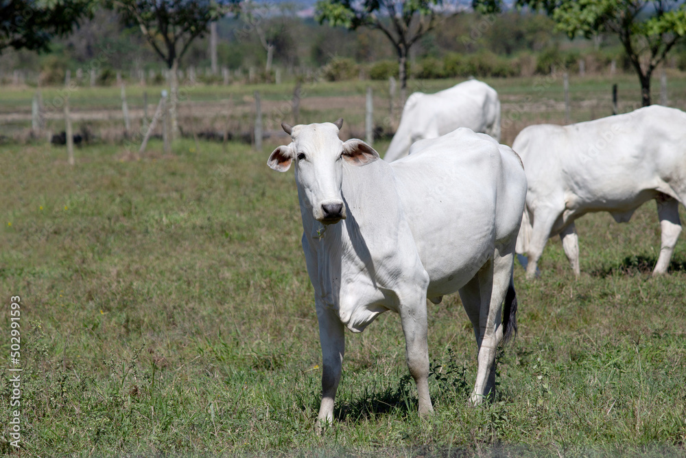Cows in a field, grazing. Green grass. Selective focus. Cows in a field, grazing. Green grass. Selective focus.