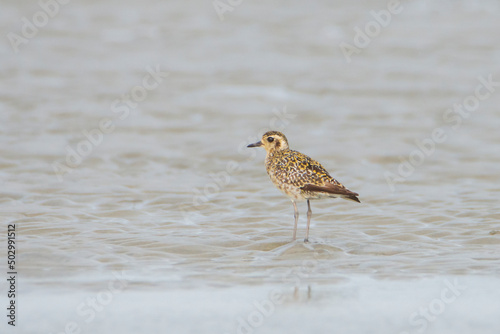 Pacific Golden Plover on the ground © Mana21