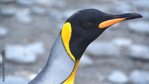 Close up of a king penguin  Aptenodytes patagonicus  at Gold Harbor  South Georgia Island