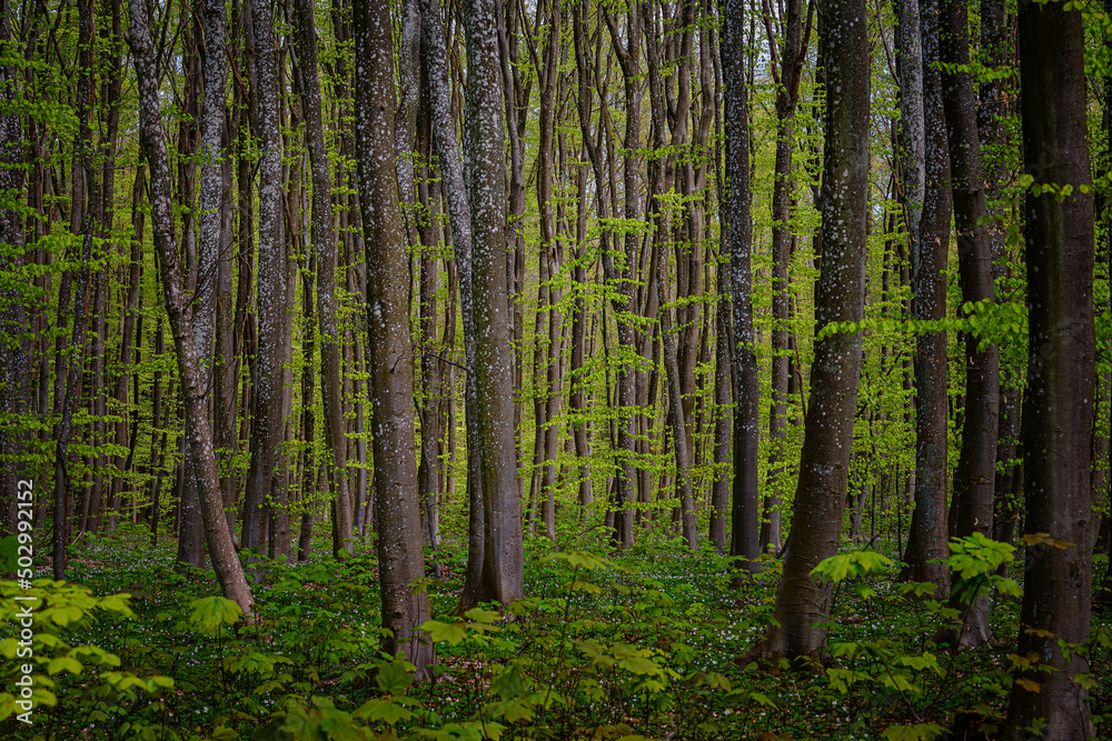 Im Wald 