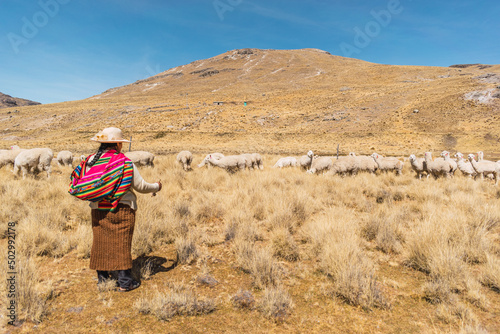 indigenous peasant woman grazing alpacas and camelids in the heights of the sierra de peru in the andes mountain range of latin america photo