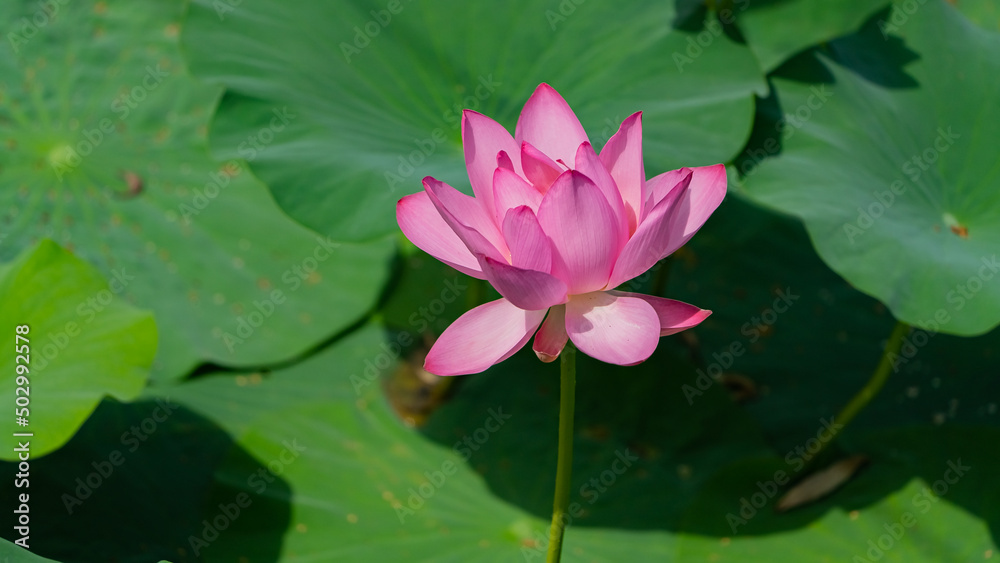 The lotus flower of the Far East. A sunny August day. There is one lotus flower in the frame. The lotus flower of the Far East. A sunny August day. There is one lotus flower in the frame.
