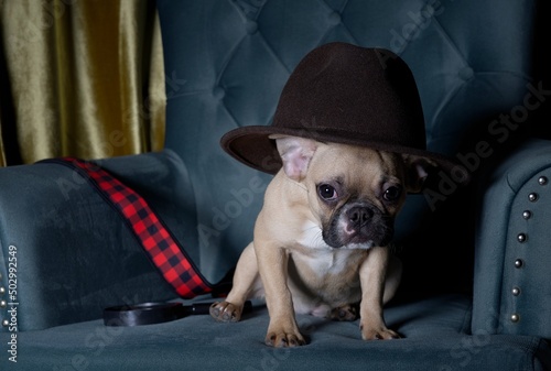 A dog breed bulldog peeks out from under a hat sitting in a cozy chair, and next to it lies a magnifying glass for the image. © Sergei