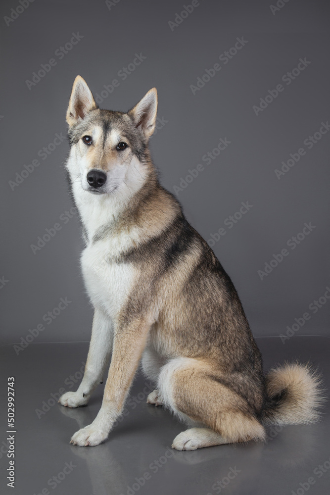 Husky dog sitting and looking at the camera on grey background