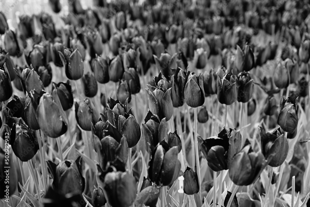 Obraz premium Monochrome Tulip Field with Natural Background