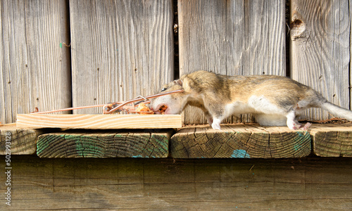 Large dead Norway rat, caught in a rat trap photo