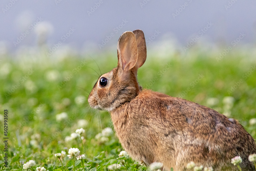 Fototapeta premium rabbit on grass