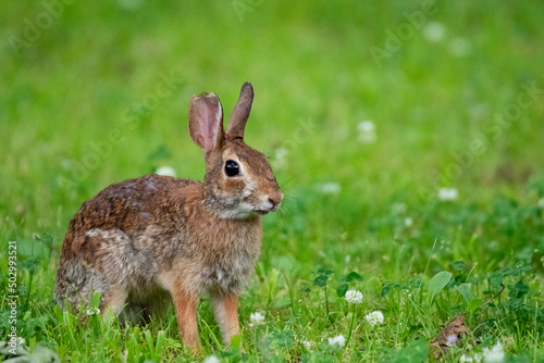 rabbit in the grass © Little Fish