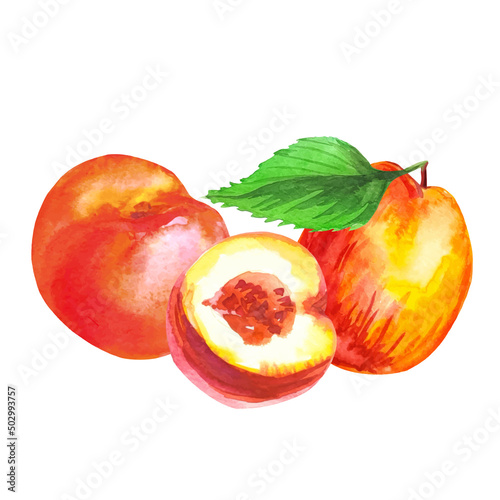 fruits of ripe peach fruit watercolor illustration