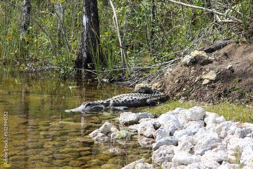 Krokodil an einem Fluss 