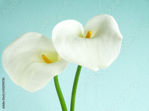 Fototapeta Naklejka Na Ścianę i Meble -  Couple of calla lilies in soft focus on light turquoise stucco wall background with copy space. Elegant blue floral card. Spring or Easter elegant greetings card.