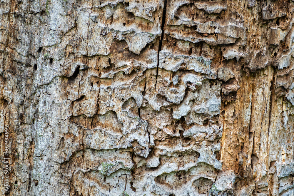 Obraz premium The texture of the tree trunk, interwoven with corridors of larec beetles
