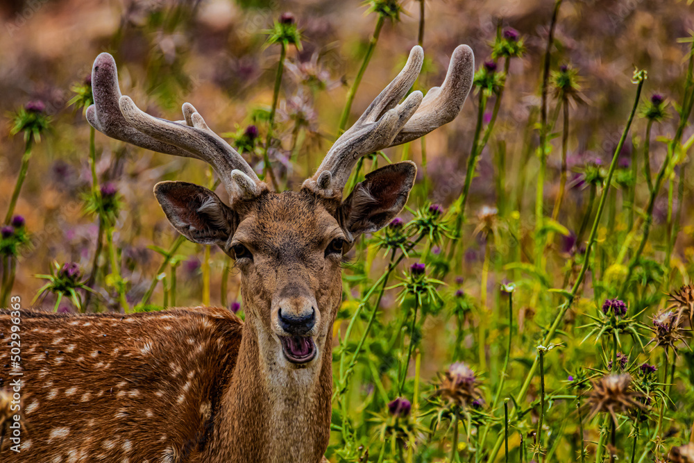 portrait deer in the forest