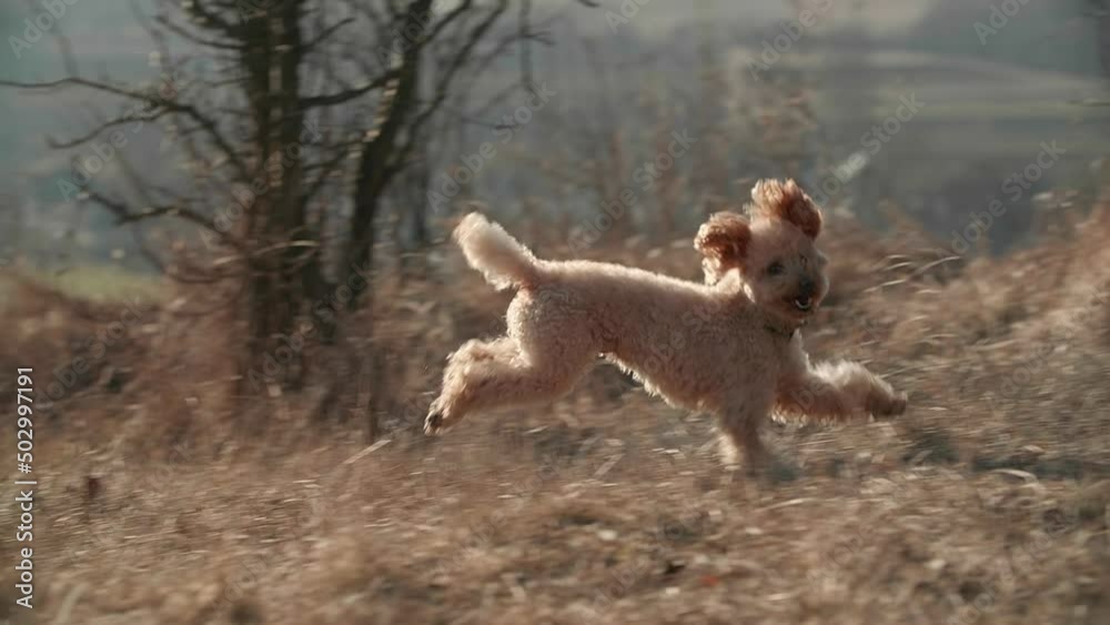 A little cute beige toy poodle jumping and playing in a spring field. He looks at the camera and smile. Apricot fur fluttering in. High quality FullHD footage A little cute beige toy poodle jumping and playing in a spring field. He looks at the camera and smile. Apricot fur fluttering in. High quality FullHD footage