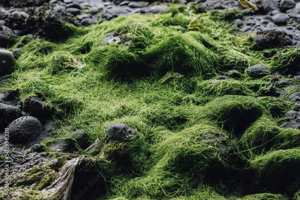 bright green seaweed-covered rocks on beach bright green seaweed-covered rocks on beach