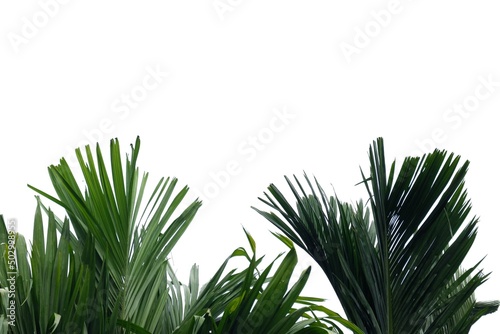 Tropical palm leaves on white isolated background with copy space for background backdrop photo
