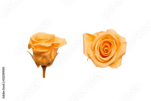 Bright yellow rose isolated on white background