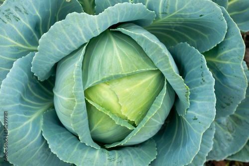 Close up of cabbage head in a garden