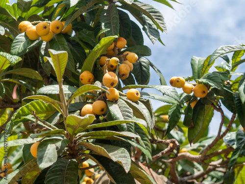 Loquat on the tree