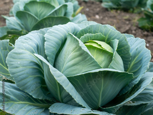 Close up of cabbage head in a garden