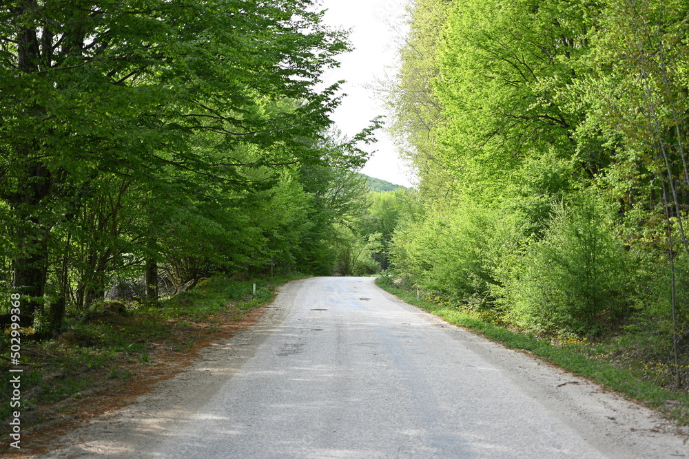 Fototapeta premium road in the forest