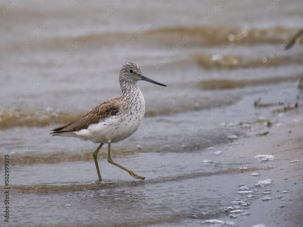 Common greenshank - Tringa nebularia