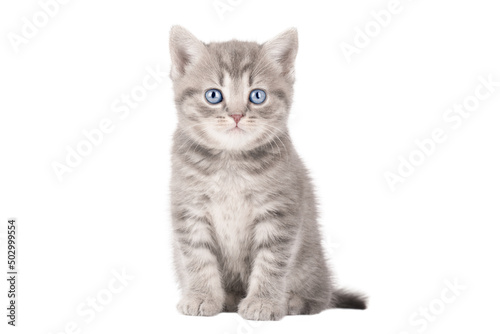small gray kitten scottish straight with blue eyes isolated
