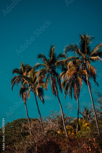 palm trees under the light of a hot day 
