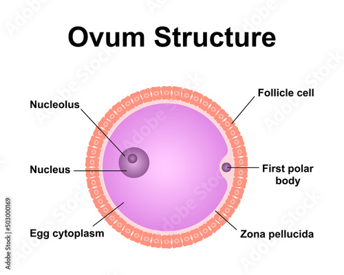 Scientific Designing of Ovum Structure. Colorful Symbols. Vector Illustration.