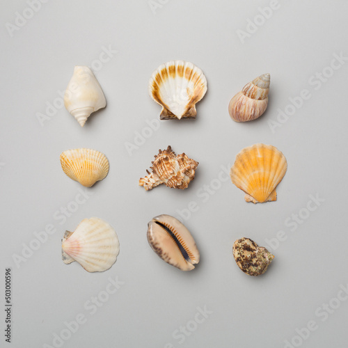 Sea shells on color background, top view. Summer concept