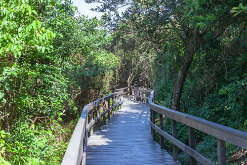 Public Walking Pathway Raised Platform Route Through Tropical Trees Bush Scrubs Forest Vegetation Landscape