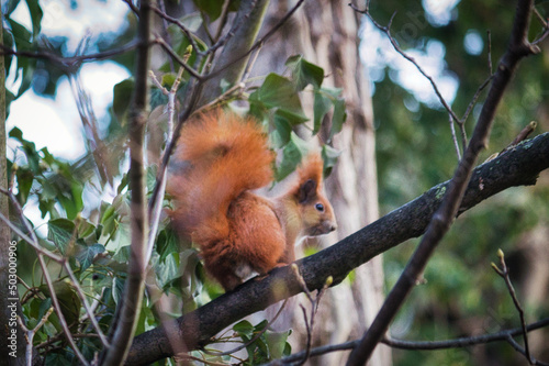 Squirrel in the Park - Eichhörnchen - Animal - Cute - Wildlife - Nature - Concept - Background