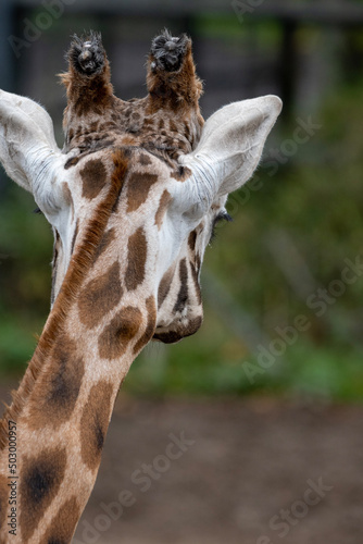 Photography portrait of a giraffe