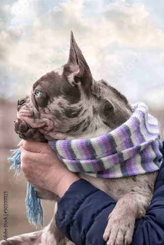 French brindle blue bulldog in a scarf sits on hands closeup