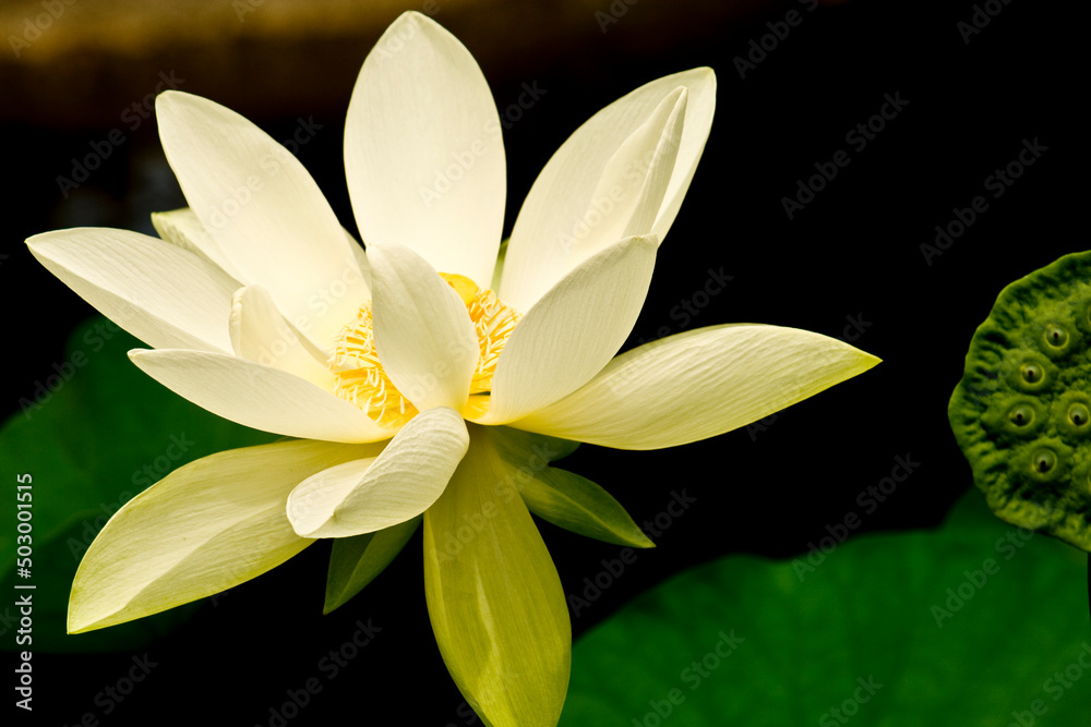 Fototapeta premium Yellow Lily
